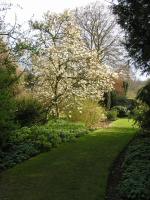 Magnolia soulangeana 'Alba'