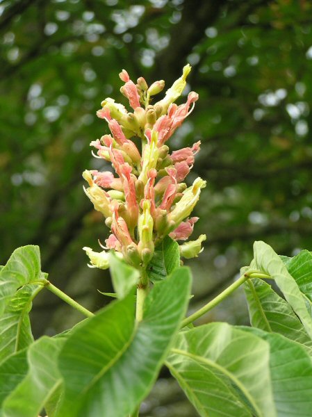 Aesculus mutabalis 'Induta'