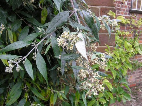 Buddleja auriculata
