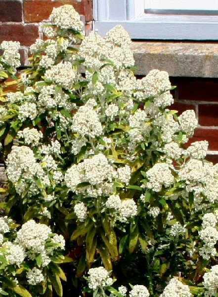 Buddleja loricata