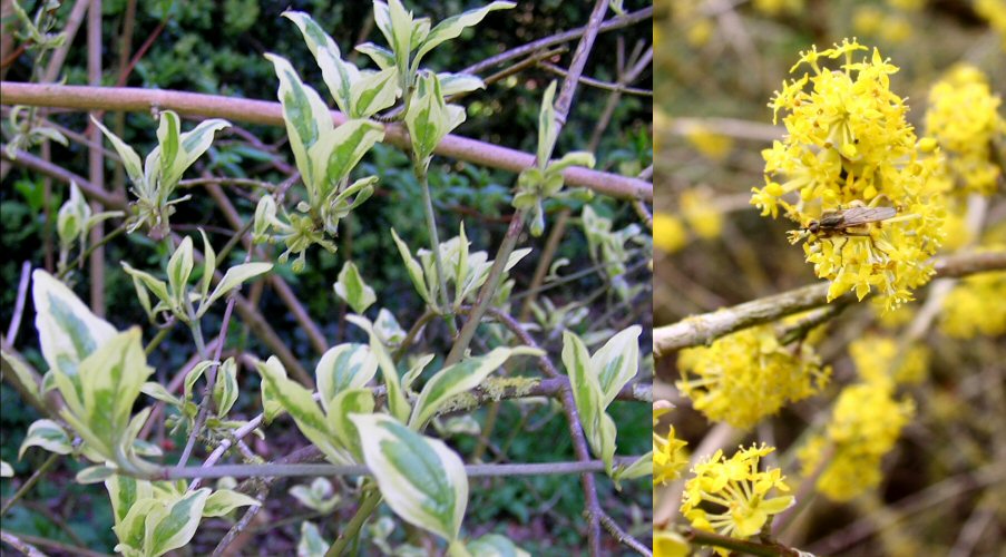Hinton Ampner Garden, Near Alresford, Hampshire