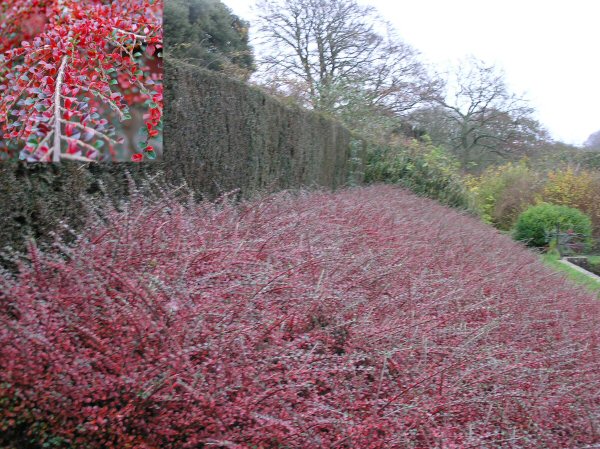 cotoneaster horizontalis