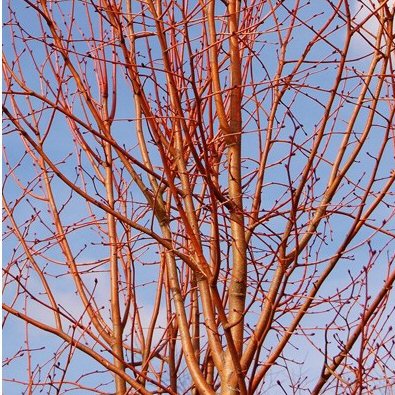 Tilia cordata 'Winter Orange'