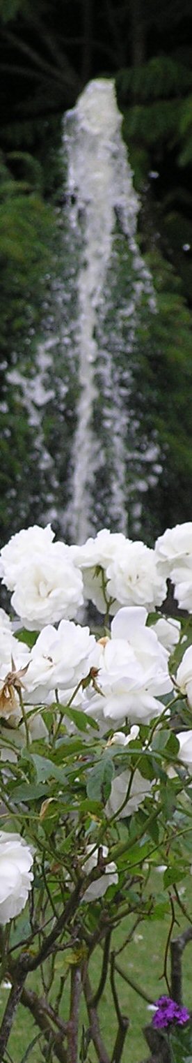 Rose 'A Whiter Shade of Pale'