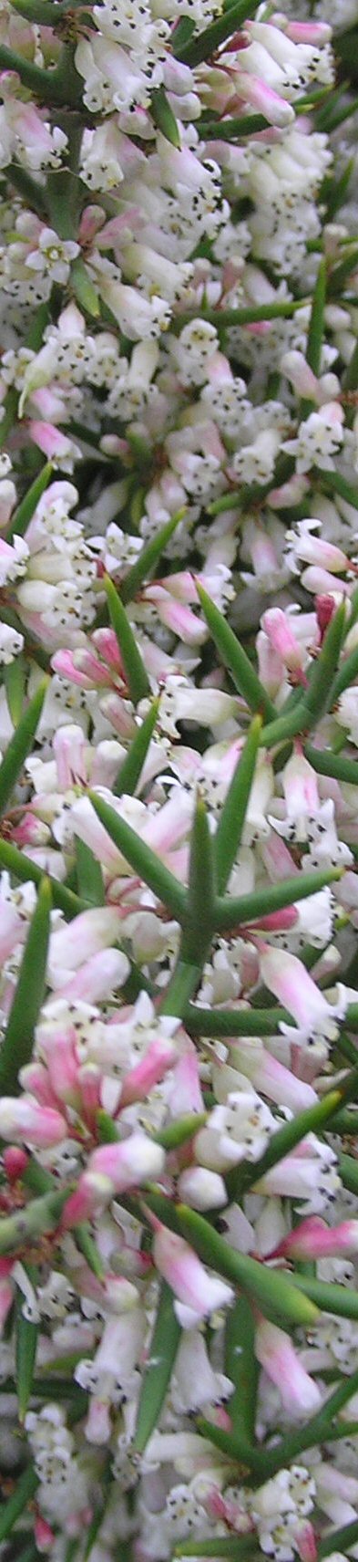 Colletia armata