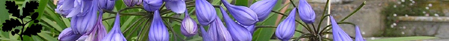 agapanthus