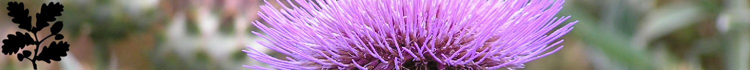 Cynara