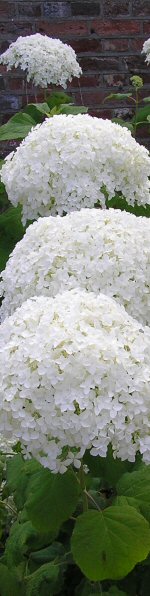 Hydrangea arborescens 'Annabelle'