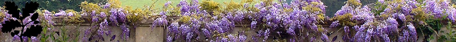 Wisteria
